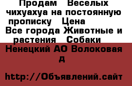 Продам.  Веселых чихуахуа на постоянную прописку › Цена ­ 8 000 - Все города Животные и растения » Собаки   . Ненецкий АО,Волоковая д.